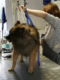 Au Peigne du Chien Theix