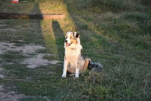 Sur la Voie(x) du Renard Pension Canine / Garderie Canine