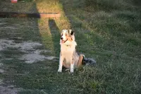 Sur la Voie(x) du Renard Pension Canine / Garderie Canine