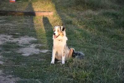 Sur la Voie(x) du Renard Pension Canine / Garderie Canine