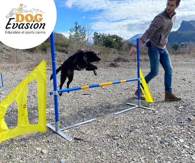 Dog Evasion 05
