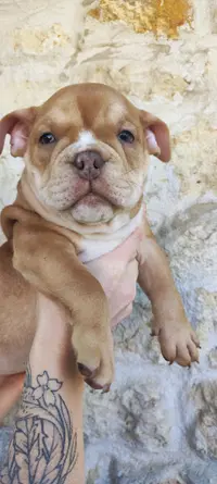 Élevage Val Beauty, Éleveur American Bully Pocket & Micro