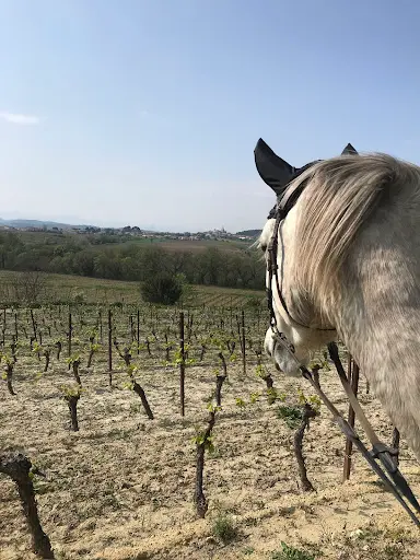 Ecuries les Embruns D’or