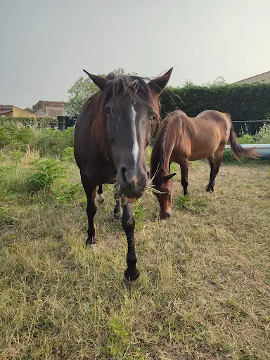 Happy Horse Day