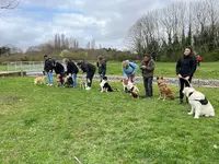 Chiens Malins