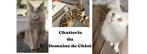 Chatterie du Domaine de Chloé (élevage de Maine Coon Loof)