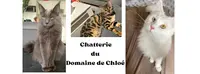 Chatterie du Domaine de Chloé (élevage de Maine Coon Loof)