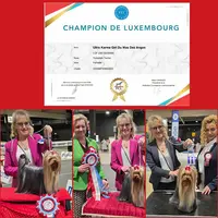 Elevage du Mas des Anges - Yorkshire Terrier - Biewer Terrier