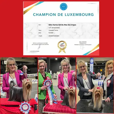 Elevage du Mas des Anges - Yorkshire Terrier - Biewer Terrier