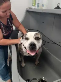 Dogbarber