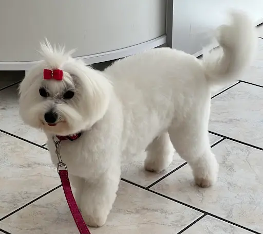 Style Canin