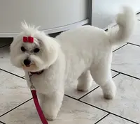 Style Canin