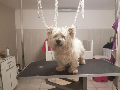 Kwaf Dog Toilettage Canin