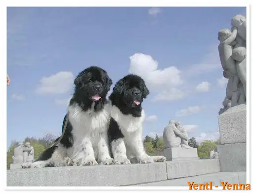 Elevage de Chiens et Chiots Terre Neuve