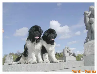 Elevage de Chiens et Chiots Terre Neuve