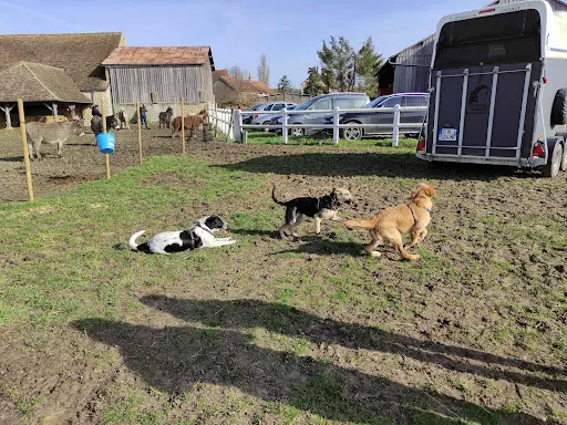 Ma Vie de Chien - Éducateur Comportementaliste Canin - Yvelines 78