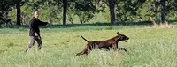 Élevage & Dressage Chien d'Arrêt Allemand