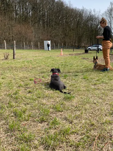 Cse Canin