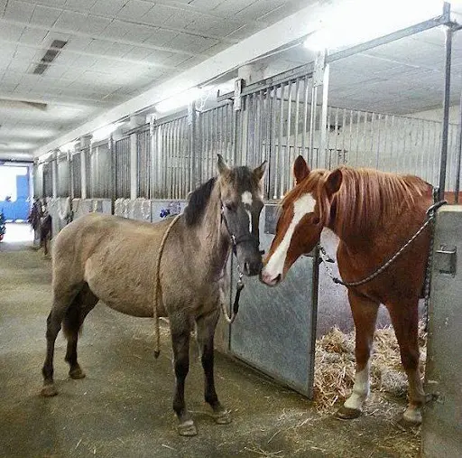 Haras de la Colline, Pension Pour Chevaux
