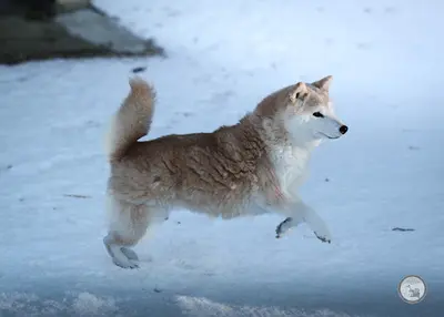 Elevage Of Metella (connemara, Paint-horse, Shiba Inu)