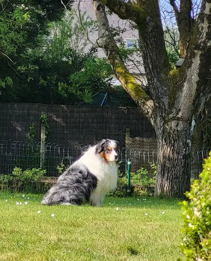 4 Pattes Educ 44 Educateur Canin