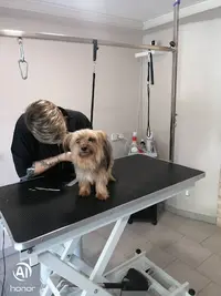Animal Ook