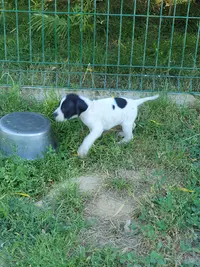 Elevage de la Sauvignere Pointer, Setter Anglais, Labrador, Golden Retriver