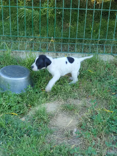 Elevage de la Sauvignere Pointer, Setter Anglais, Labrador, Golden Retriver