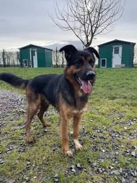 Elevage / Pension Canine la Sauvignère
