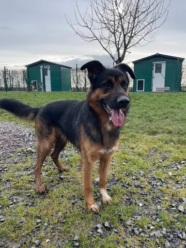 Elevage / Pension Canine la Sauvignère