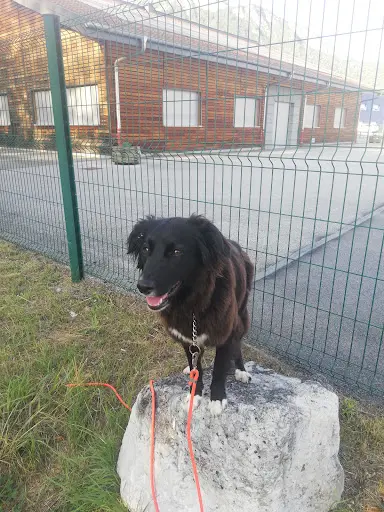 Easy Dog 74