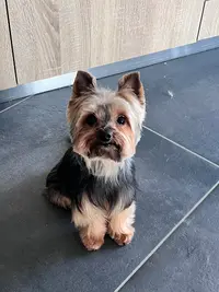 Animal Passion