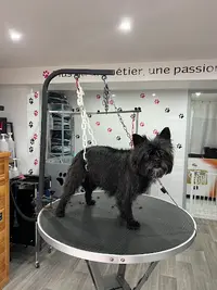 l'Atelier Canin