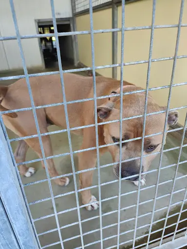 La Société Protectrice des Animaux (spa) - Refuge de Tilloy-les-mofflaines