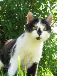 École du Chat de Reims