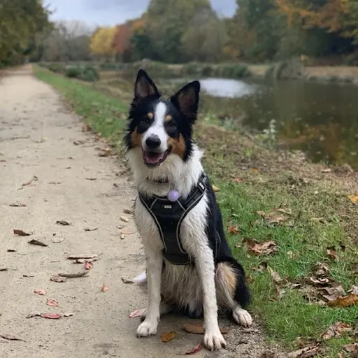 Doggolog - Éducateur Comportementaliste Canin A Domicile