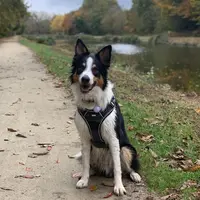 Doggolog - Éducateur Comportementaliste Canin A Domicile