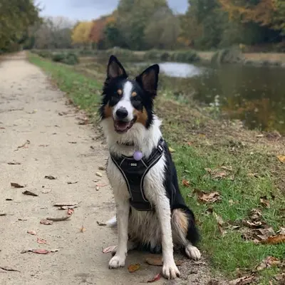Doggolog - Éducateur Comportementaliste Canin A Domicile