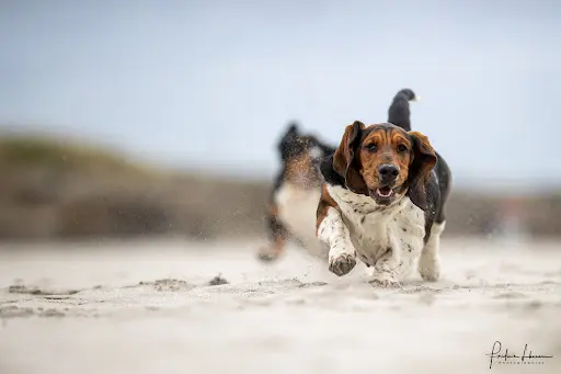 Elevage Basset Hound Bois des Bleizi Bretagne