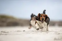 Elevage Basset Hound Bois des Bleizi Bretagne