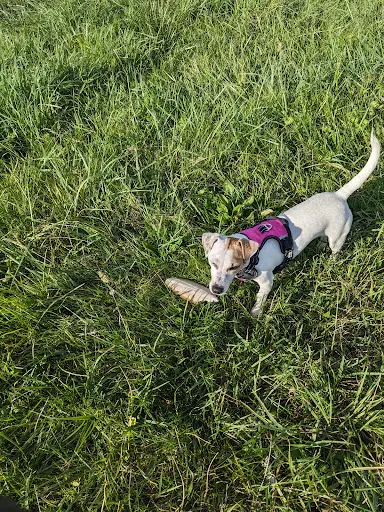 Fenrir Educ Dog
