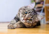 Pension Legrand Chat