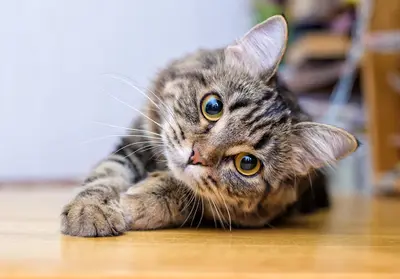 Pension Legrand Chat