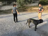 Mont Croc - Éducateur et Comportement Canin / Formation aux Premiers Secours Canin et Félin