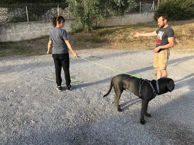 Mont Croc - Éducateur et Comportement Canin / Formation aux Premiers Secours Canin et Félin