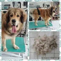 l'Instant Canin - Salon de Toilettage À Tossiat