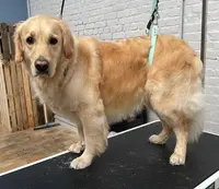 La Belle Patte Toilettage