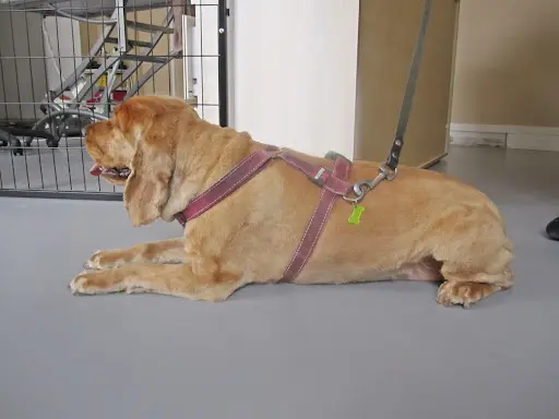 Bohème Canin