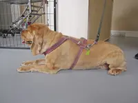 Bohème Canin