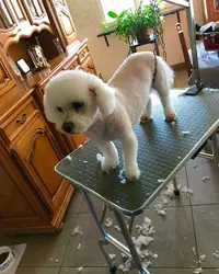 Dog S Barber - Toilettage Canin